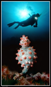 Why buy a special lens if you can also do it in photoshop... by Dray Van Beeck 